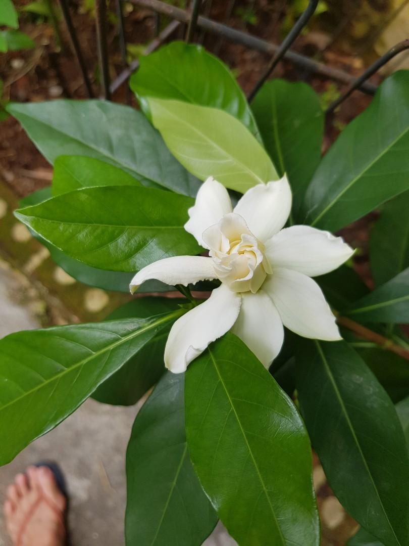 Gardenia Cape Jasmine Gardening Plants On Carousell