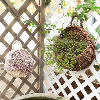 (Category: ) located in . Submitted by crazyplantlovers (Listing ID 1035404247, Image 1). Description: .