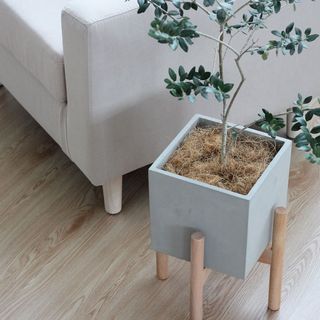 (Category: ) located in . Submitted by crazyplantlovers (Listing ID 1035403139, Image 1). Description: .