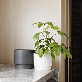 (Category: ) located in . Submitted by crazyplantlovers (Listing ID 1035399662, Image 1). Description: .