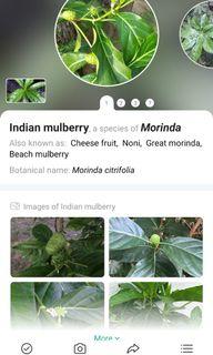 Noni plant
