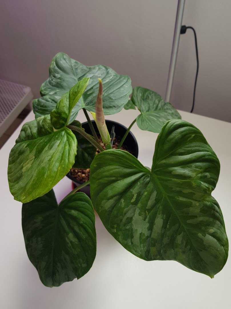 Philodendron Majestic Furniture Home Living Gardening Plants Seeds On Carousell