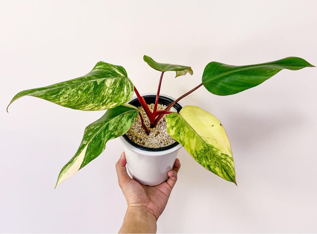 Philodendron Strawberry Shake Furniture Home Living Gardening Plants Seeds On Carousell