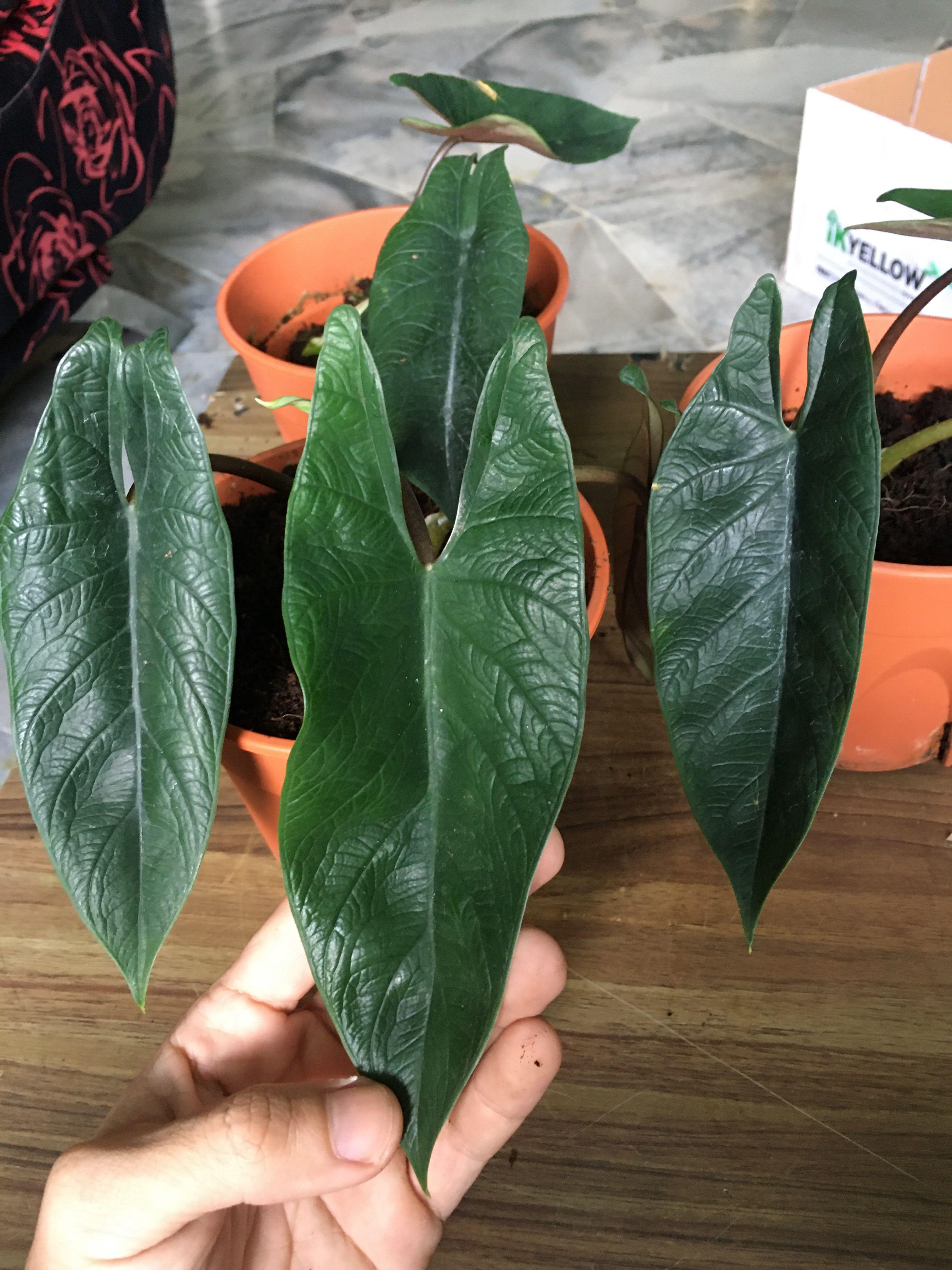 Tình yêu cây cỏ ĐV2 - Page 59 Rare_alocasia_scalprum_1600149974_06b0a110_progressive