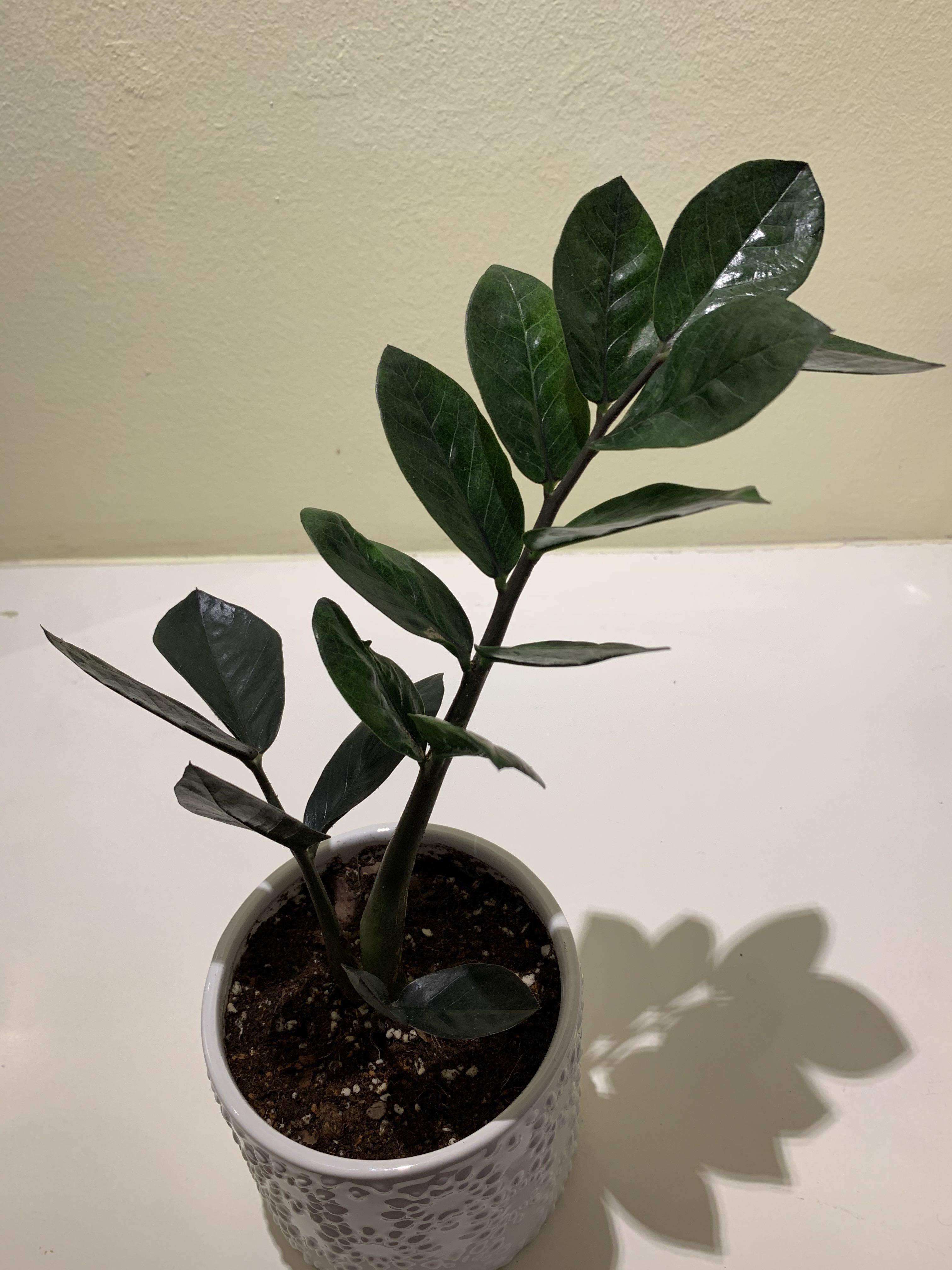 Rare Black Raven Zz Plant Furniture Home Living Gardening Plants Seeds On Carousell