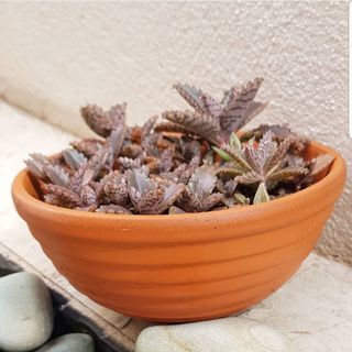 (Category: ) located in . Submitted by succulent.yinn (Listing ID 1035596625, Image 1). Description: .