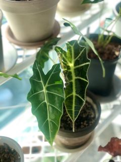 （分類：）位於 。 由 uzzzz 提交（商品編號 1034395710，圖片 1）。簡介： 。