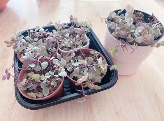 Callisia Repens Pink Lady Callisia Rosato Pink Panther Plant Gardening Plants On Carousell