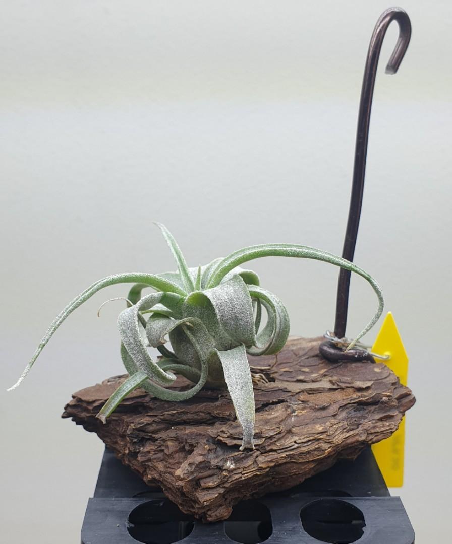 CYC #230 Tillandsia Bea Correale x T. Curly Slim, Furniture & Home