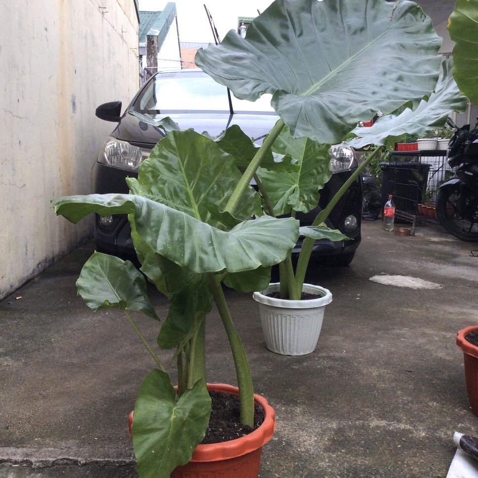 Giant Elephant Ear Plant for Sale, Furniture & Home Living, Gardening