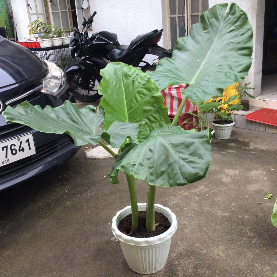 Giant Elephant Ear Plant for Sale, Furniture & Home Living, Gardening