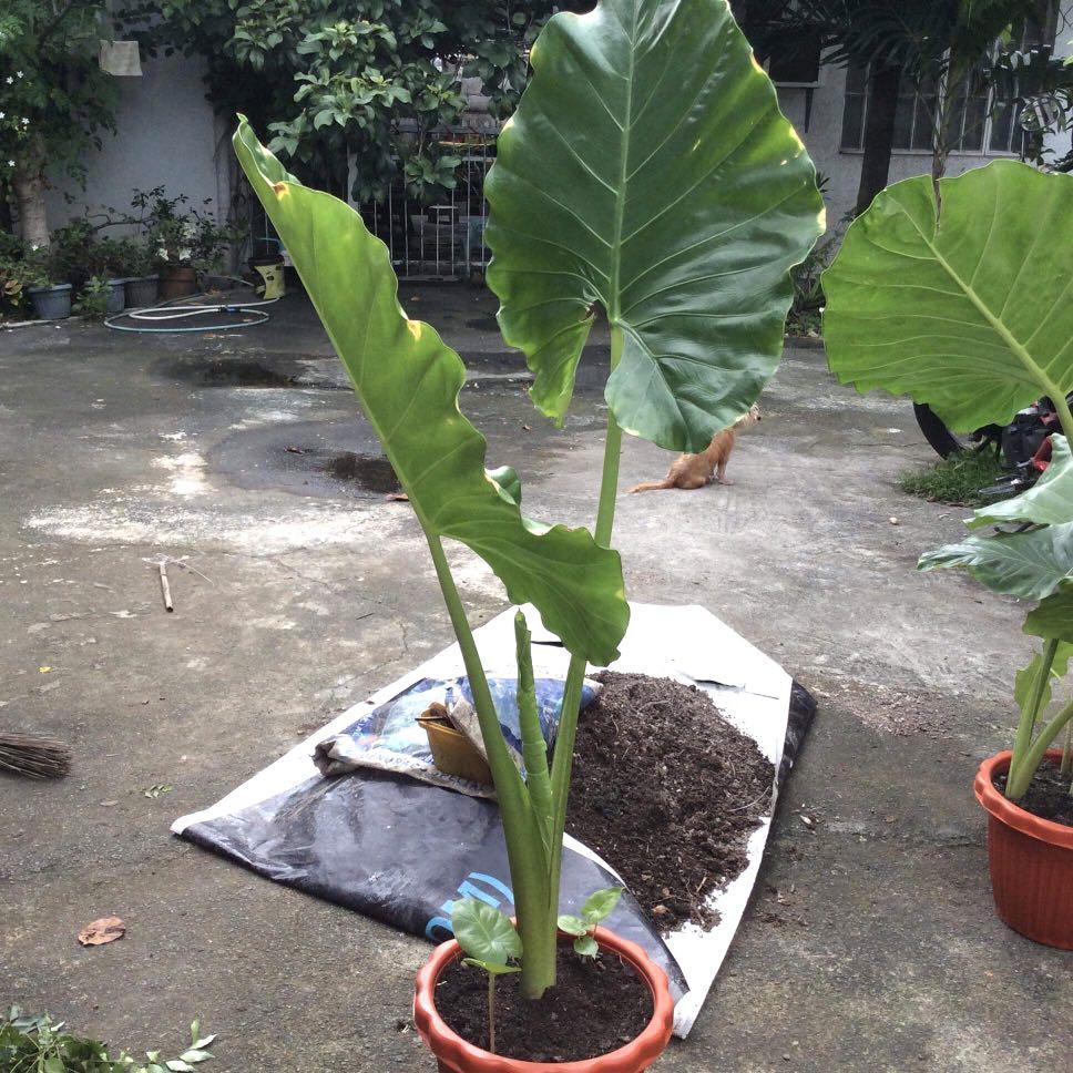 Giant Elephant Ear Plant for Sale, Furniture & Home Living, Gardening