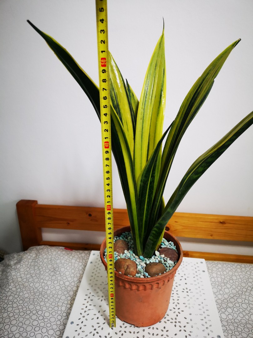 Golden Flame Sansevieria A Rare Variety Of Snake Plant You Will Realise How Firm And Nice Is This Plant Once You See Its A Mother Plant So Will Get Baby Anytime Soon