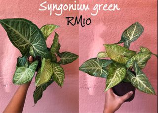 (Category: ) located in . Submitted by buatsemua (Listing ID 1035557903, Image 1). Description: .
