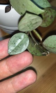 （分類：）位於 。 由 bluelaine 提交（商品編號 1035684041，圖片 1）。簡介： 。