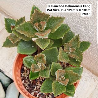 (Category: ) located in . Submitted by succulent.yinn (Listing ID 1035580716, Image 1). Description: .