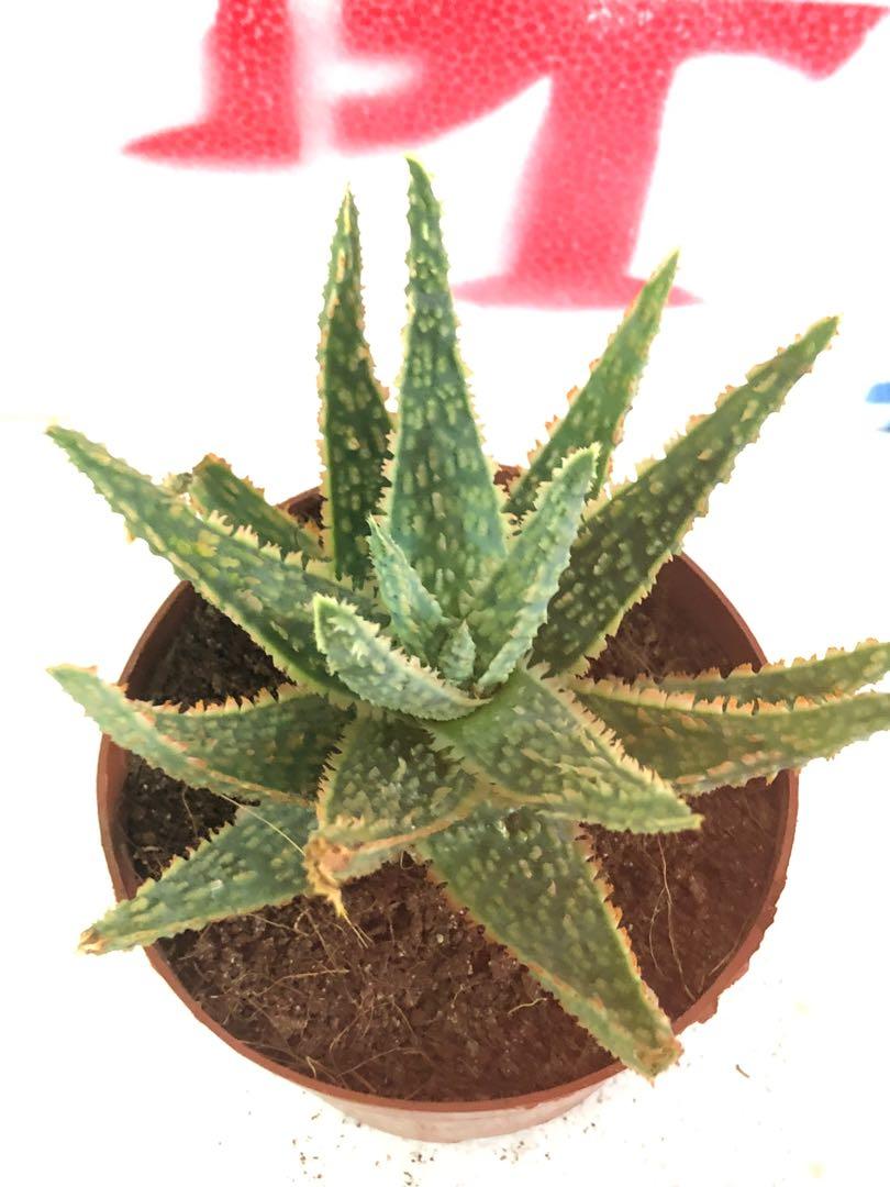 Succulent, Gardening, Plants on Carousell