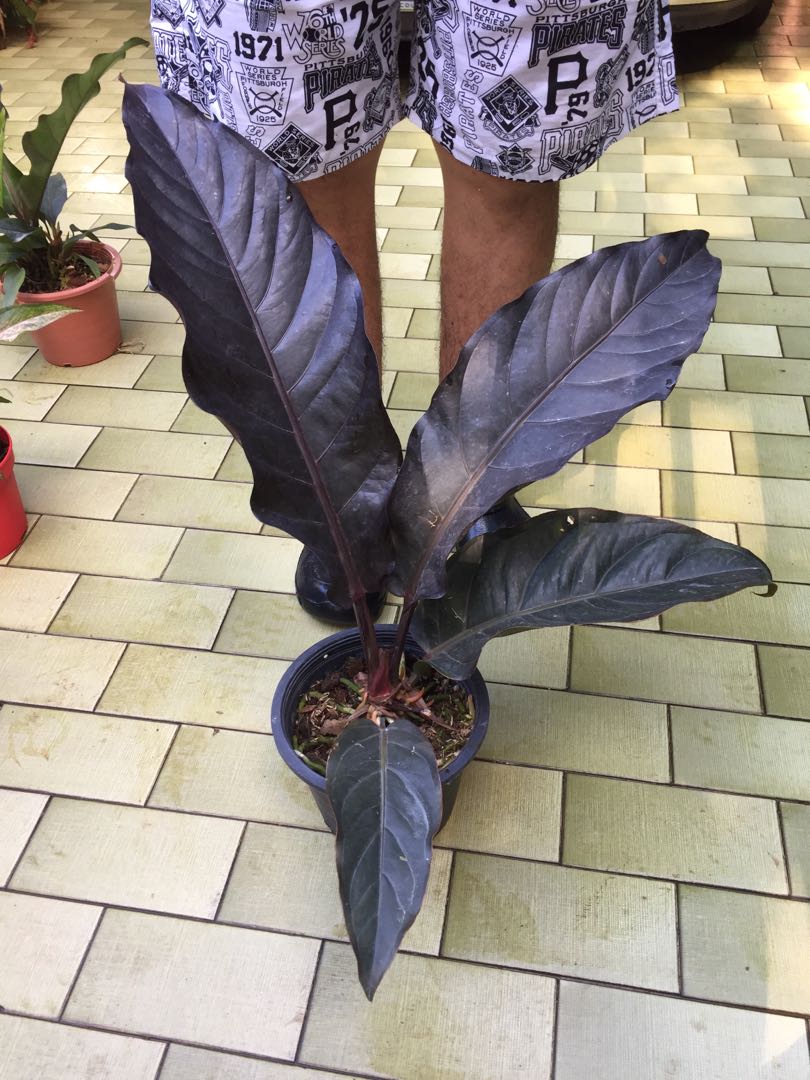 Anthurium Black Dragon, Furniture & Home Living, Gardening, Plants & Seeds on Carousell