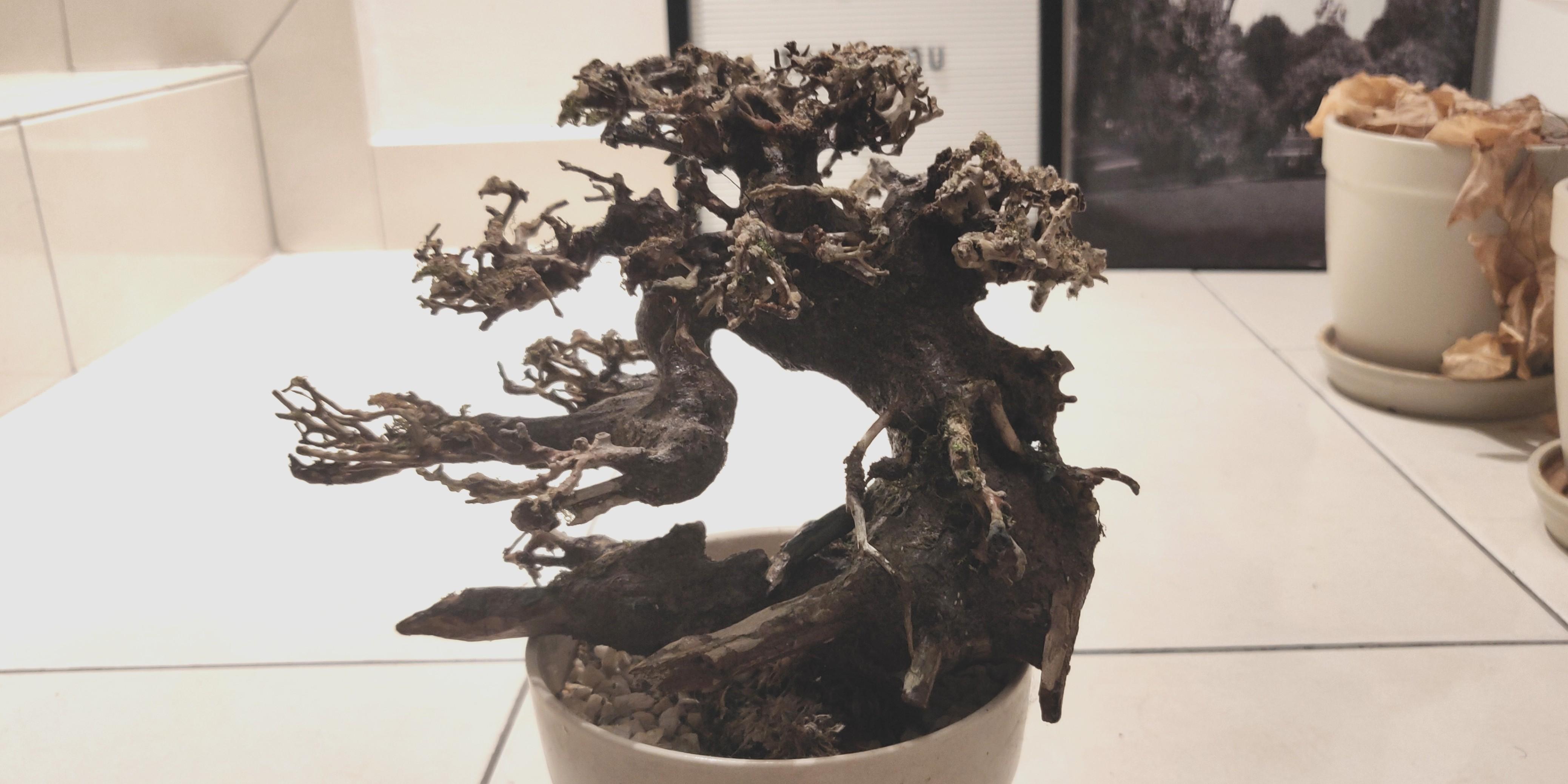 Bonsai Driftwood Pet Supplies Pet Accessories On Carousell