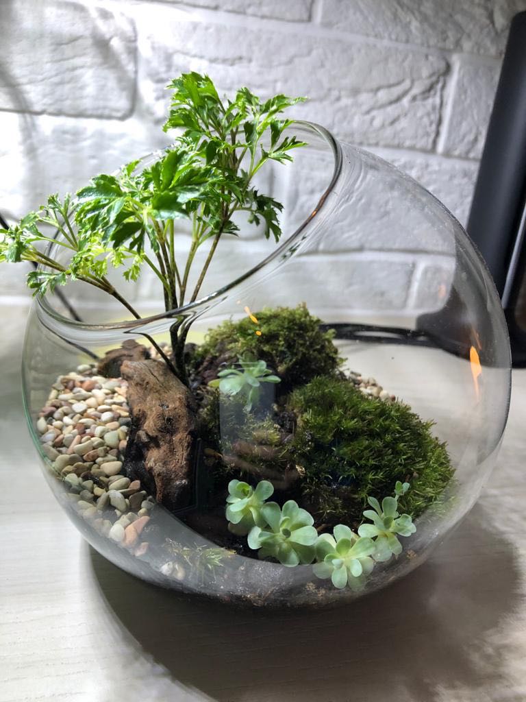 Chinese Zen Garden Terrarium, Furniture & Home Living, Home Decor