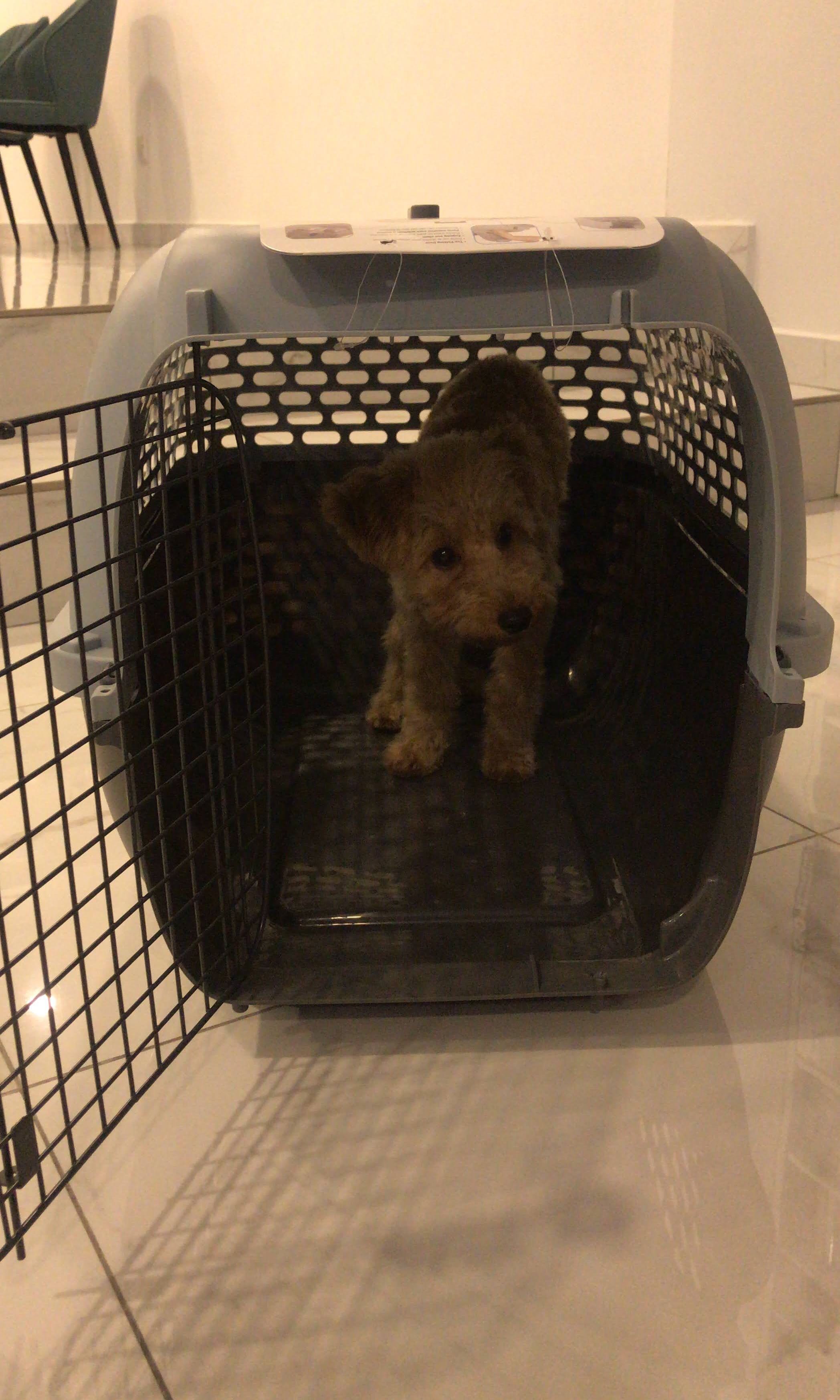 voyageur dog carrier