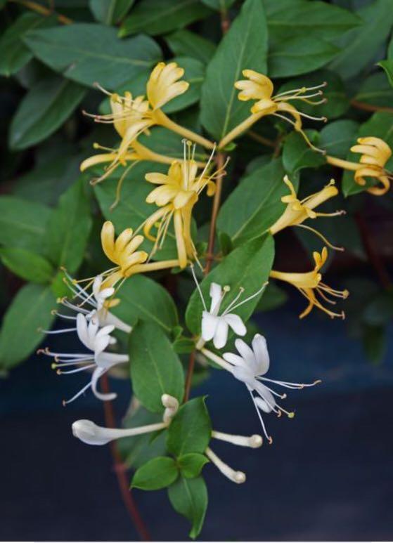 Japanese honeysuckle jasmine plant / Lonicera japonica fragrant flowers