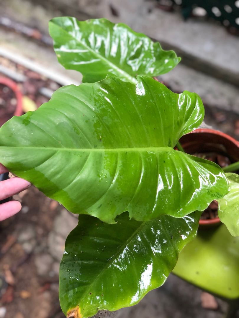 Philodendron Snowdrift Furniture Home Living Gardening Plants Seeds On Carousell