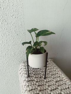 (Category: ) located in . Submitted by petitgardener (Listing ID 1035776300, Image 1). Description: .