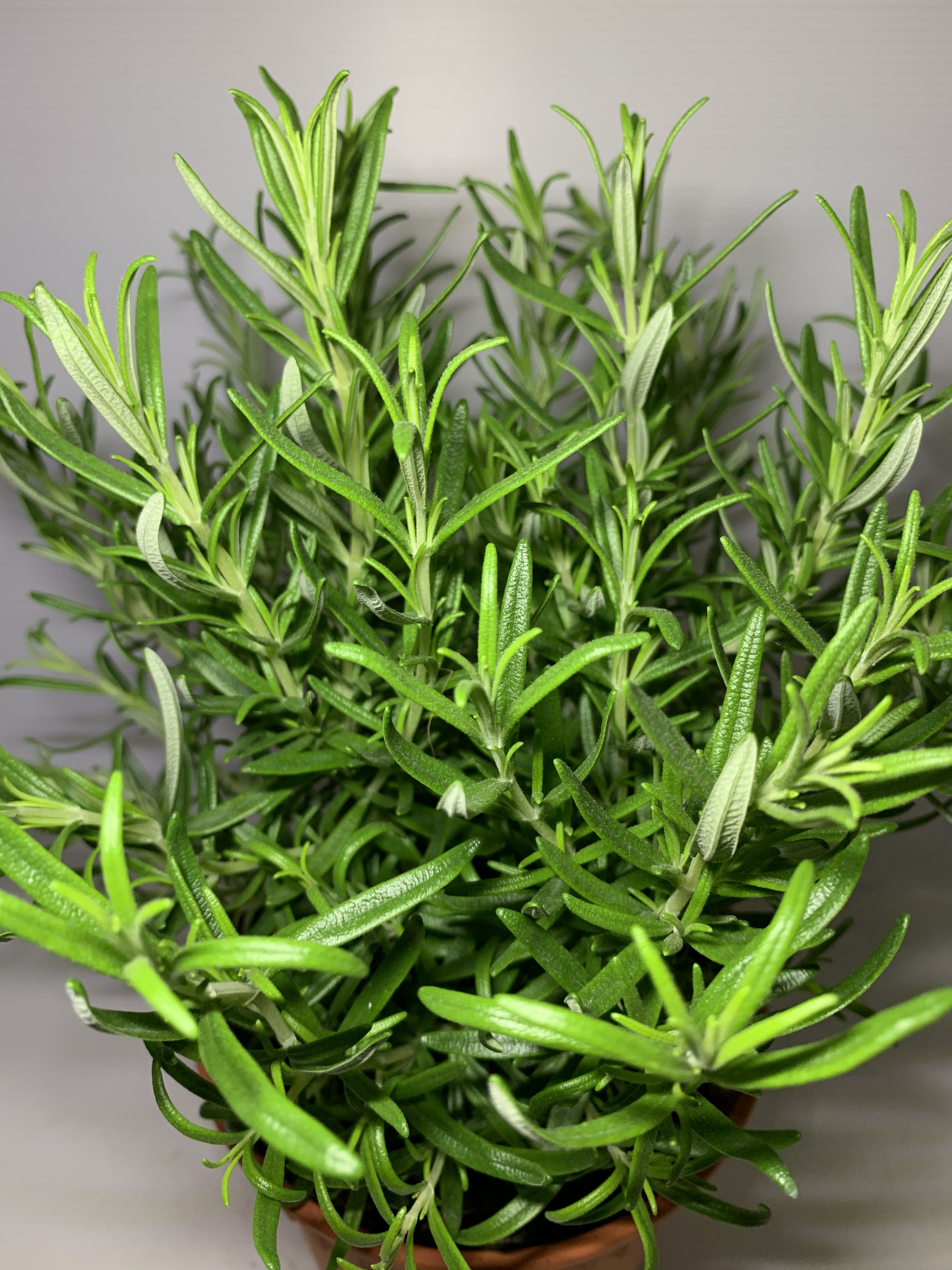 (Edibles) Rosemary / 迷迭香, Furniture & Home Living, Gardening, Plants