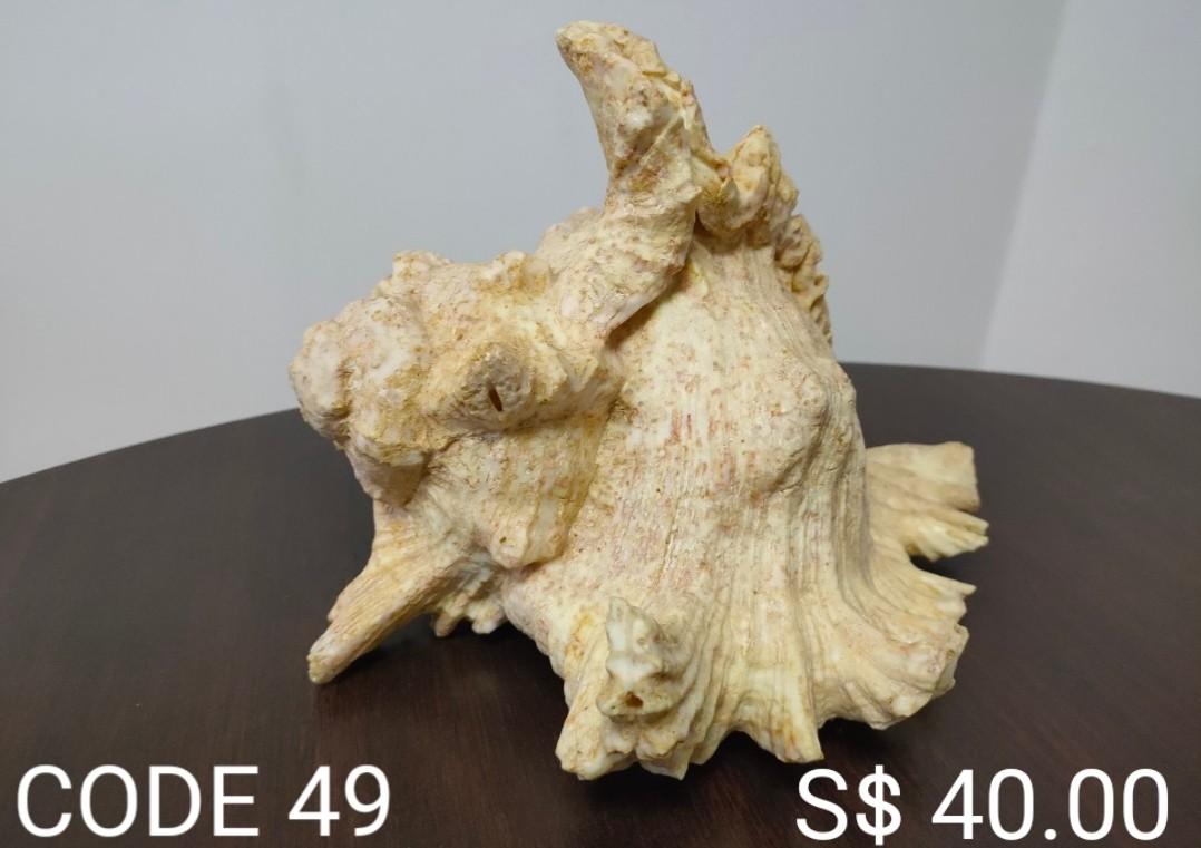 SMALL UNIQUE SHELL & SMALL SHELL (Category: Everything Else) located in Singapore. Submitted by cssleading (Listing ID 1030636409, Image 2). Description: Code 48 Dimension: 26*23*17cm Code 49 Dimension: 25*22*18cm Code 50 Dimension: 30*22*11cm Code 51 Dimension: 26*17*10cm Code 52 Dimension: 16*9.5*5cm Code 53 Dimension: 14*10*3.5cm Code 54 Dimension: 12*7*3.5cm & 10*8*3.5cm.