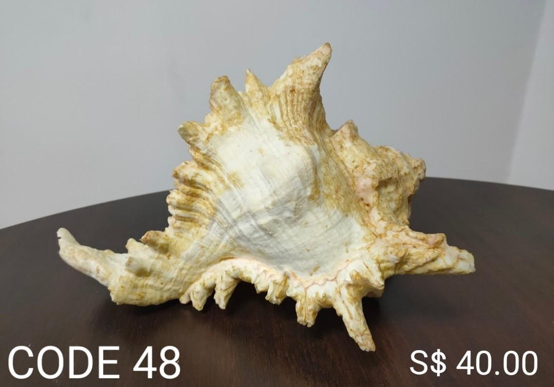 SMALL UNIQUE SHELL & SMALL SHELL (Category: Everything Else) located in Singapore. Submitted by cssleading (Listing ID 1030636409, Image 1). Description: Code 48 Dimension: 26*23*17cm Code 49 Dimension: 25*22*18cm Code 50 Dimension: 30*22*11cm Code 51 Dimension: 26*17*10cm Code 52 Dimension: 16*9.5*5cm Code 53 Dimension: 14*10*3.5cm Code 54 Dimension: 12*7*3.5cm & 10*8*3.5cm.