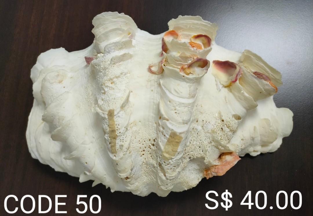SMALL UNIQUE SHELL & SMALL SHELL (Category: Everything Else) located in Singapore. Submitted by cssleading (Listing ID 1030636409, Image 3). Description: Code 48 Dimension: 26*23*17cm Code 49 Dimension: 25*22*18cm Code 50 Dimension: 30*22*11cm Code 51 Dimension: 26*17*10cm Code 52 Dimension: 16*9.5*5cm Code 53 Dimension: 14*10*3.5cm Code 54 Dimension: 12*7*3.5cm & 10*8*3.5cm.