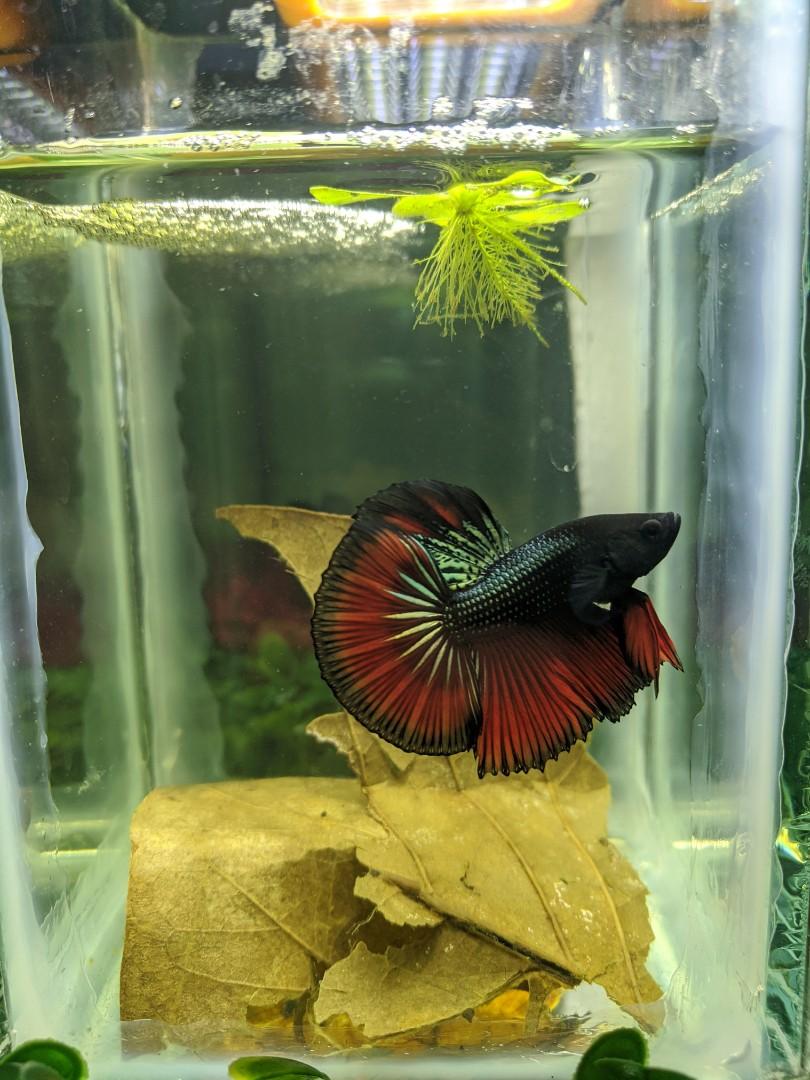 Ikan Laga Betta Hm Black Copper Red Pet Supplies Pet Accessories On Carousell