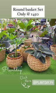 Planter Rattan basket (SET )