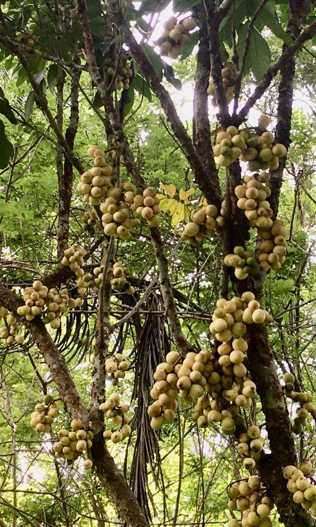 Sweet Lanzones (in 3 weeks) (Category: Looking For) located in Quezon City. Submitted by thequaintshop (Listing ID 1033009352, Image 3). Description: Lanzones Duco. Retail Price of 130php/kilo Volume Sale has a lower price. Resellers are welcome. .