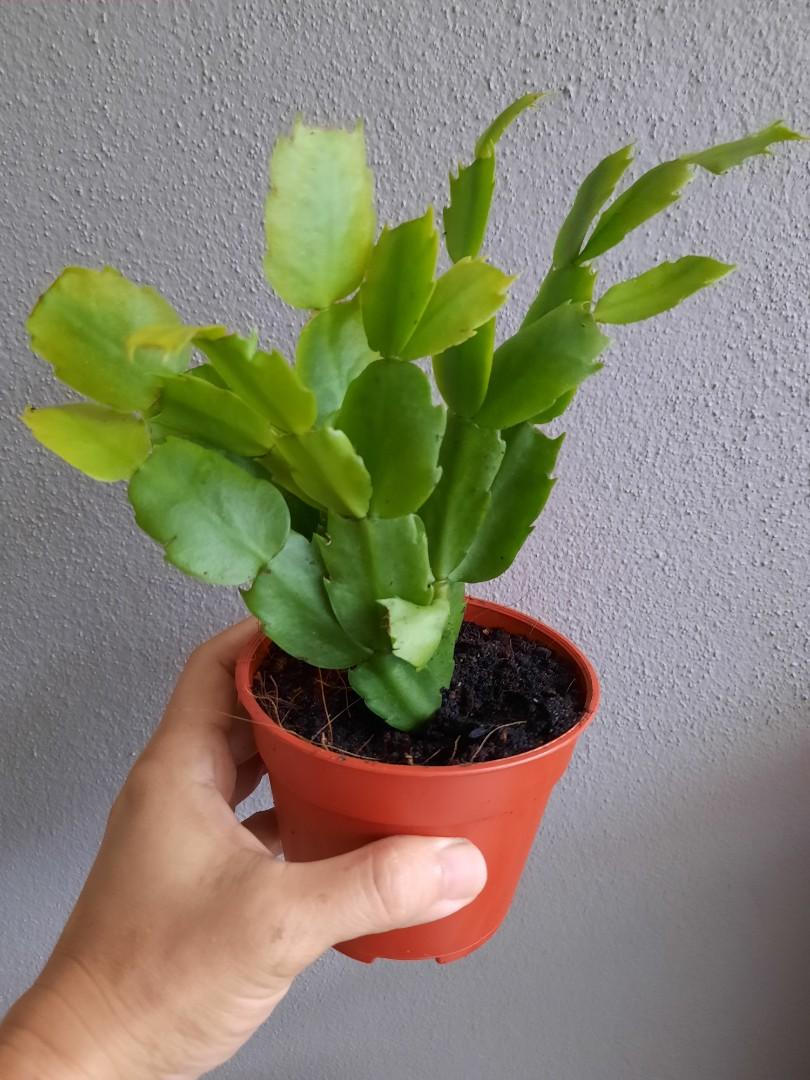 Thanksgiving Holiday Or Crab Cactus Schlumbergera Truncata Home Furniture Gardening On Carousell