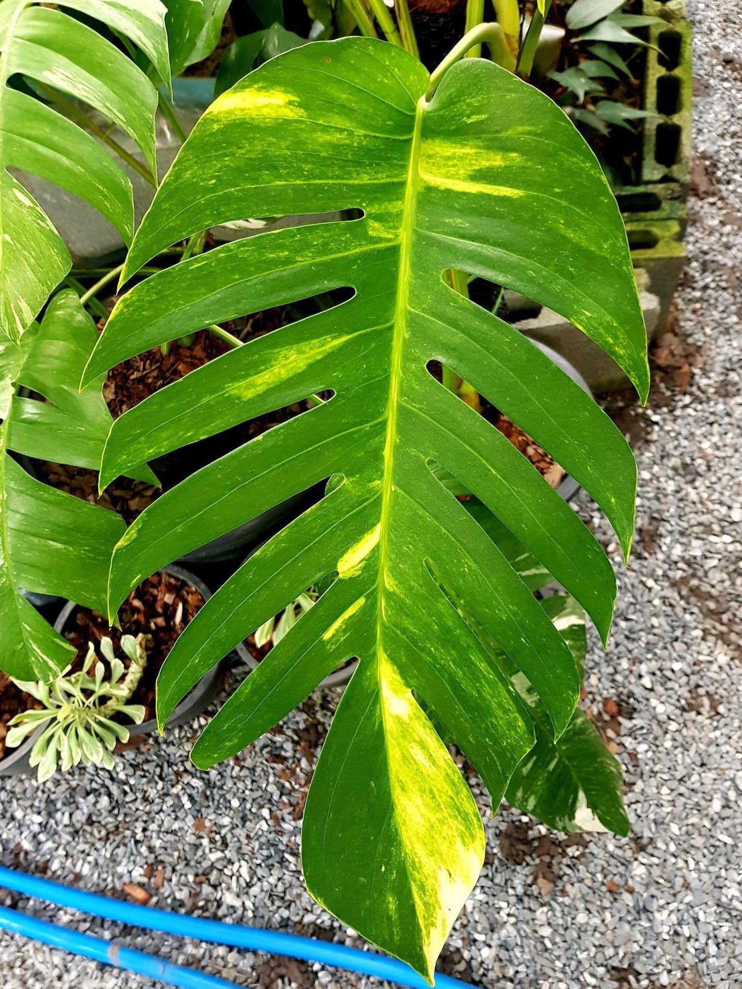 Var Epipremnum Pinnatum Aurea Home Furniture Gardening On Carousell