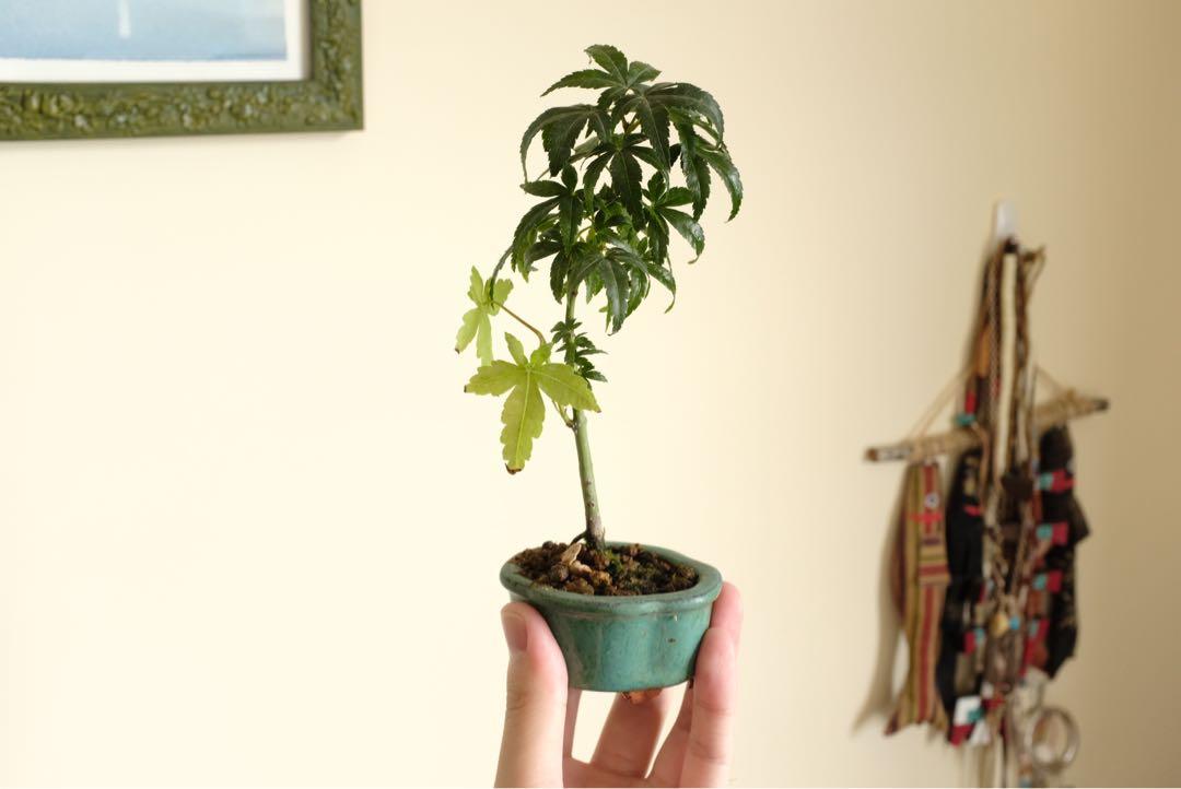 山紅葉豆盆栽楓日本小品盆栽迷你盆景辦公室植物 傢俬 家居 Gardening Plants Carousell