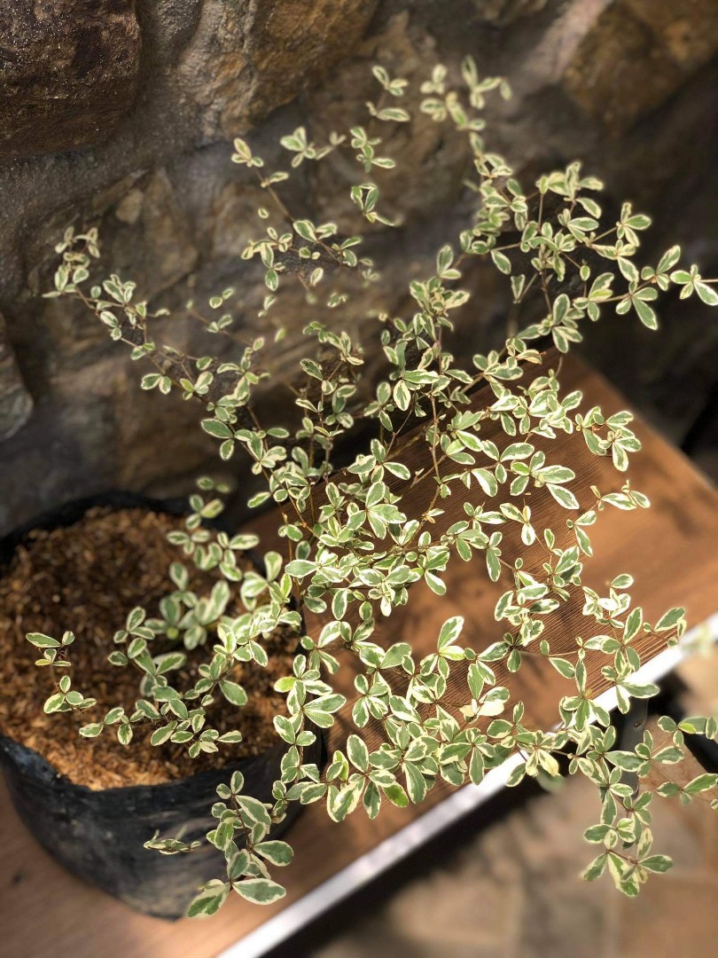 African Talisay Plant, Furniture & Home Living, Gardening, Plants