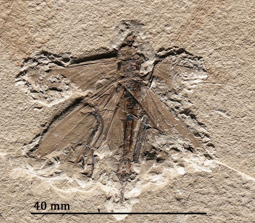 Beautiful Jurassic insect from age of dinosaurs with wings preserved ...