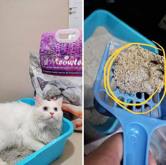 Meowtech 2025 cat litter