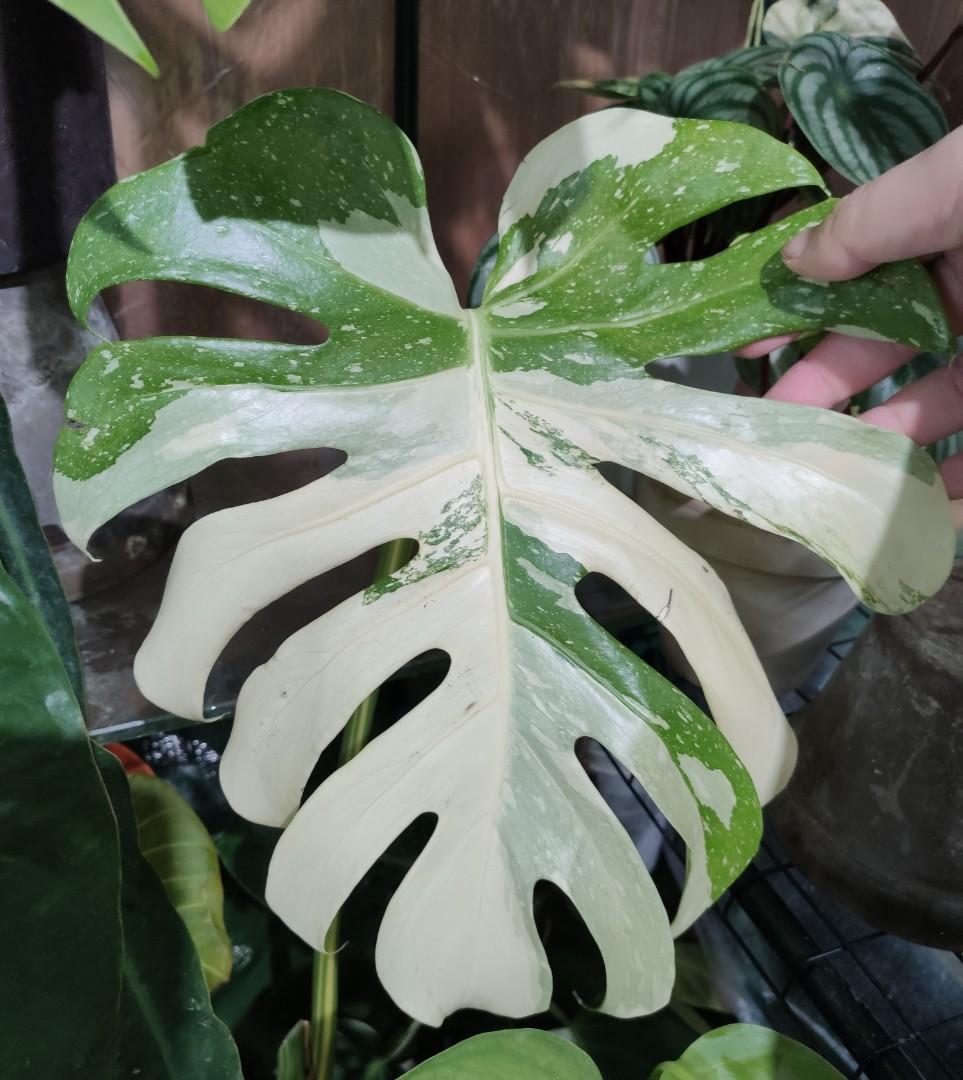 Monstera deliciosa Thai constellation creme brulee', 傢俬