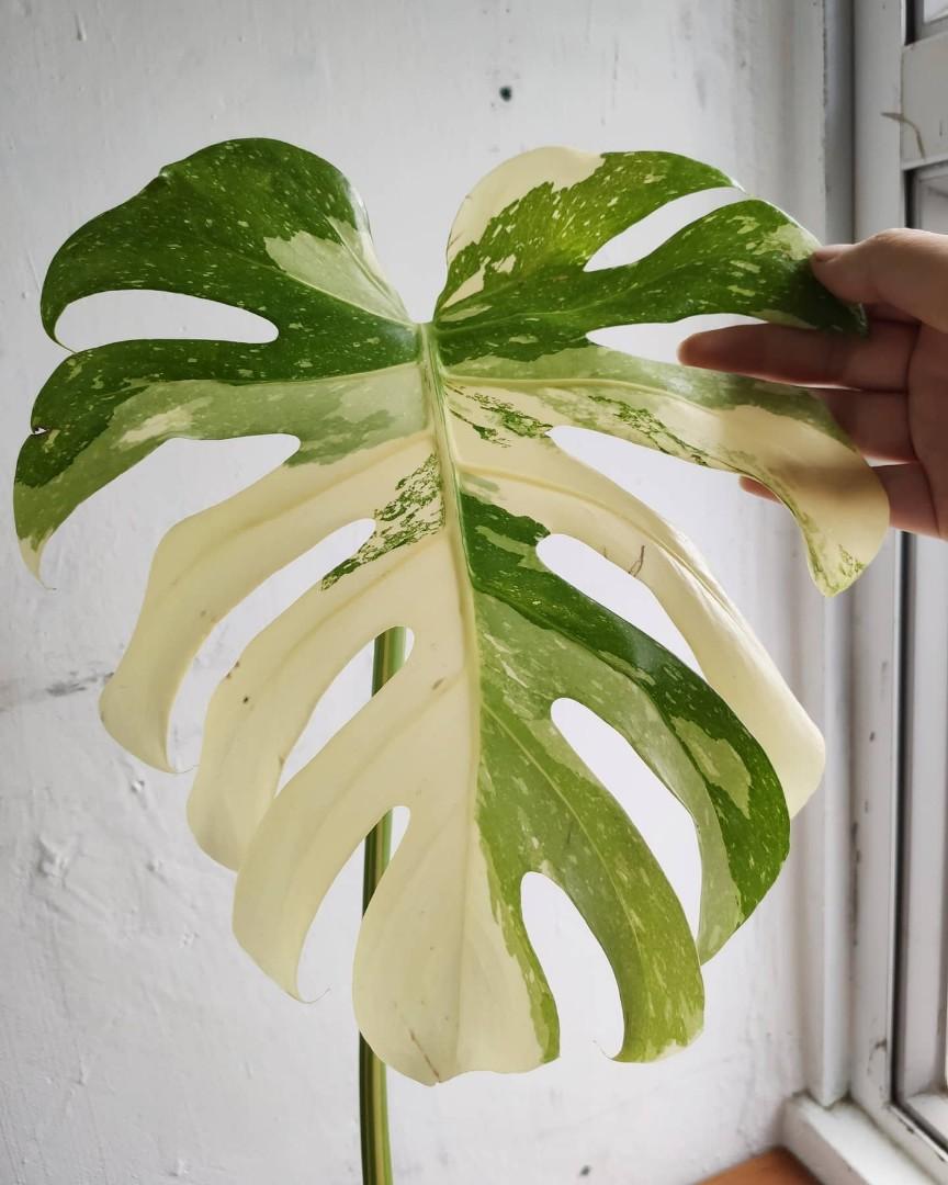 Monstera deliciosa Thai constellation creme brulee', 傢俬