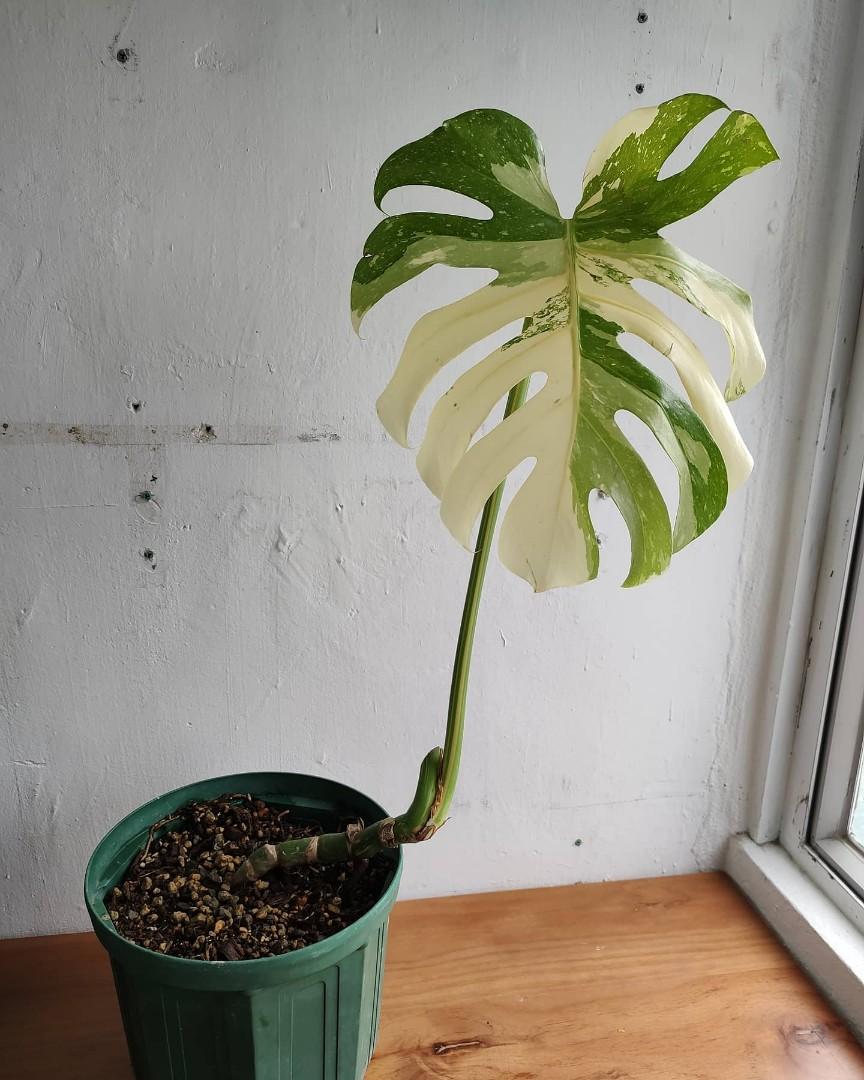 Monstera deliciosa Thai constellation creme brulee', 傢俬