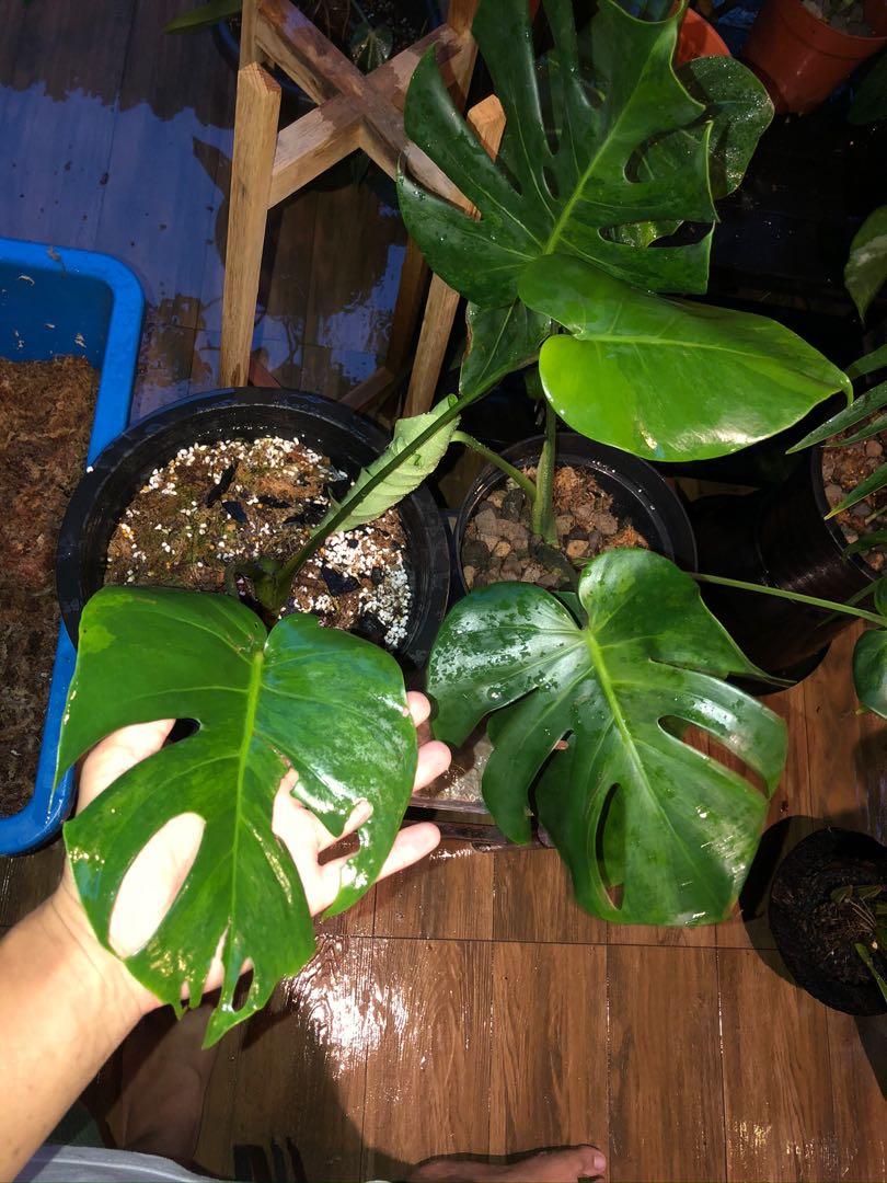 Super Rare Monstera Deliciosa Green On Green Variegated Home Furniture Gardening On Carousell