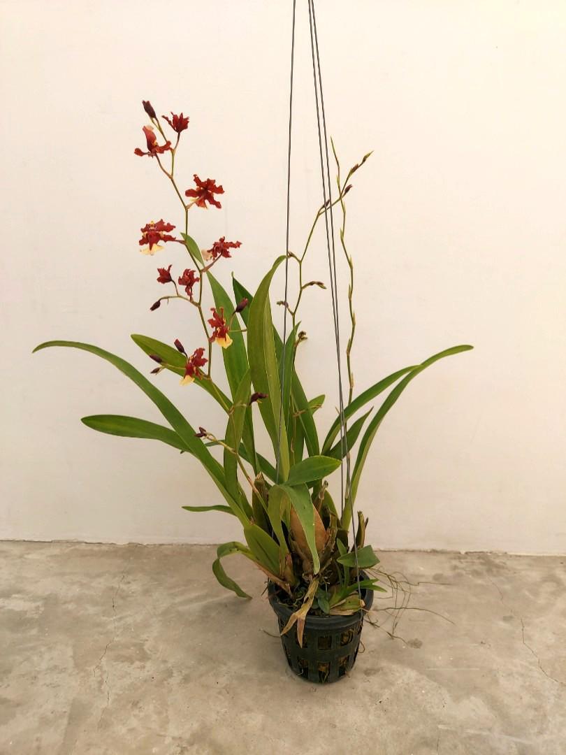 Oncidium Sharry Baby Orchid Gardening Plants On Carousell