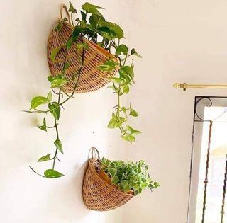 Rattan hanging basket for trailinb plants