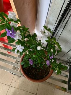 (Category: ) located in . Submitted by vijaya30 (Listing ID 1032633183, Image 1). Description: .