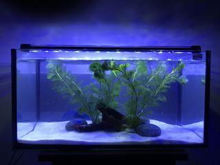 Aquarium 4 Pet Supplies Carousell Malaysia