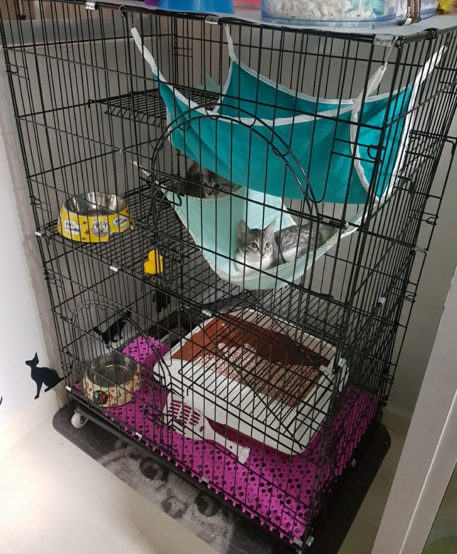 Cat Cage & Litter Box (Open Design), Pet Supplies, Homes & Other Pet Accessories on Carousell